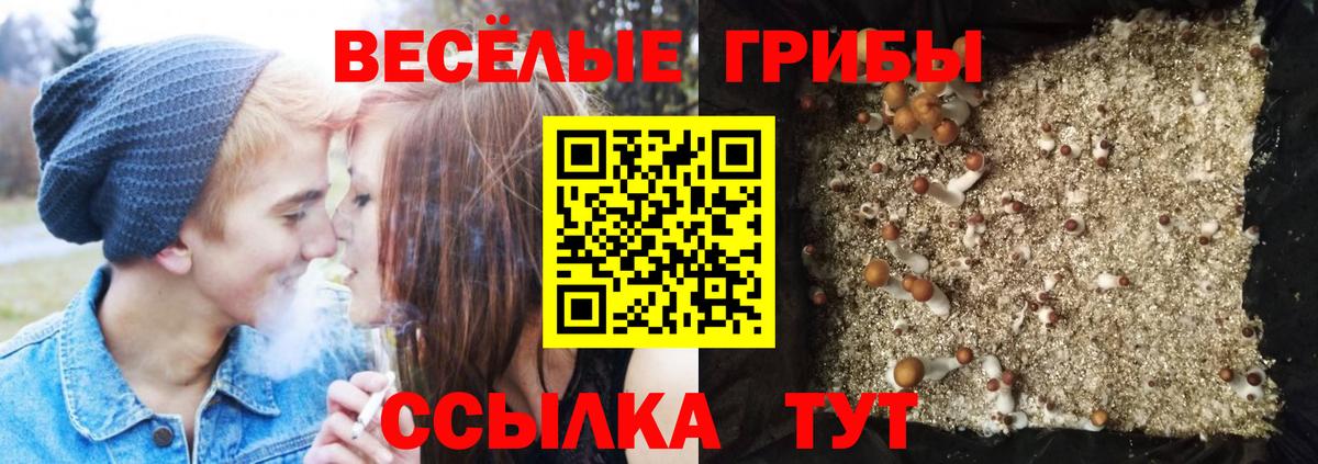 Галлюциногенные грибы Psilocybine cubensis Лесозаводск